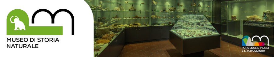 Banner Museo Civico di Storia Naturale Silvia Zenari