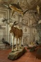Museo civico di storia naturale