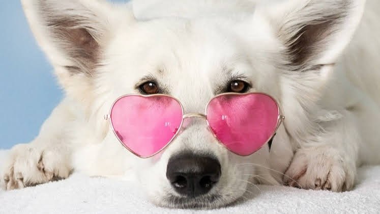 Foto cane
